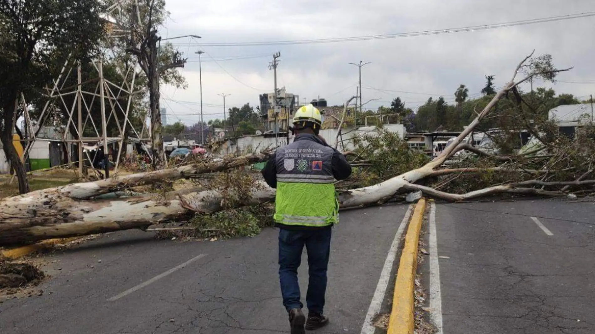 Ventarrones en CDMX cierran el fin de semana con 8 árboles derribados